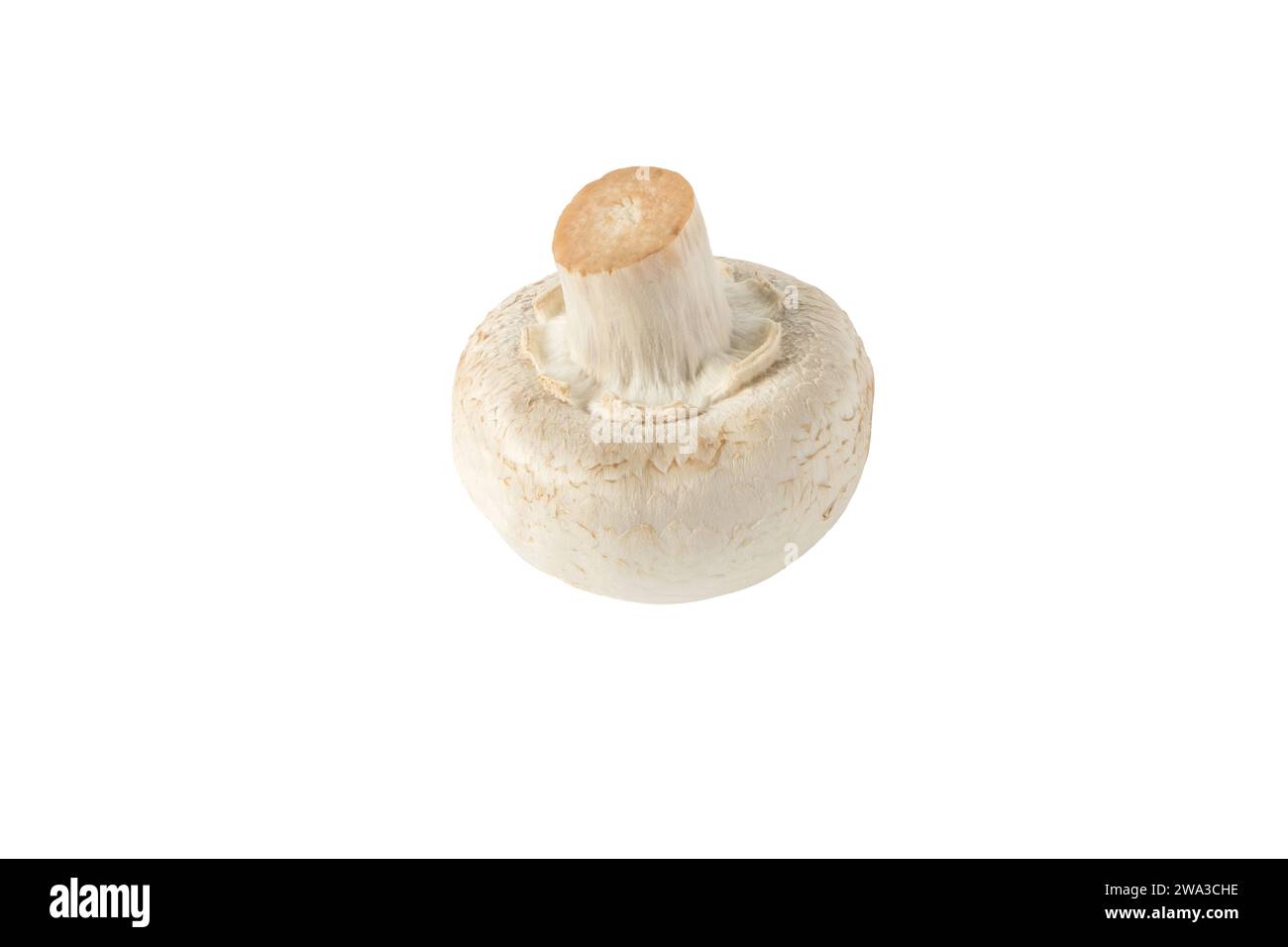 Agaricus bisporus unreifer Fruchtkörper. Weißer Champignon-Pilzknopf isoliert auf weiß. Stockfoto