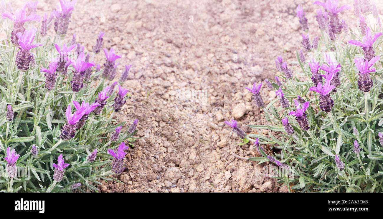 Spanischer Lavendel oder lavandula stoechas auf der trockenen Erde horizontales Banner mit Kopierraum. Französische oder bedeckte Lavendelblüte. Frühling violett Stockfoto