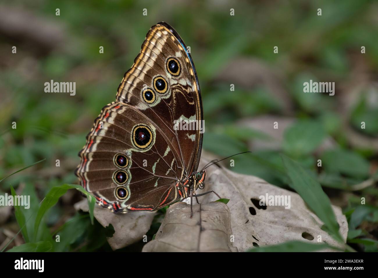 Morpho peleides, der blaue Morpho Peleides, die Morpho Flügel geschlossen Stockfoto