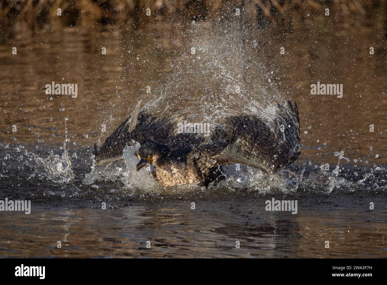 Cormorant (Phalacrocorax carbo) am Fluss Almond, Perthshire, Schottland, Vereinigtes Königreich. Stockfoto