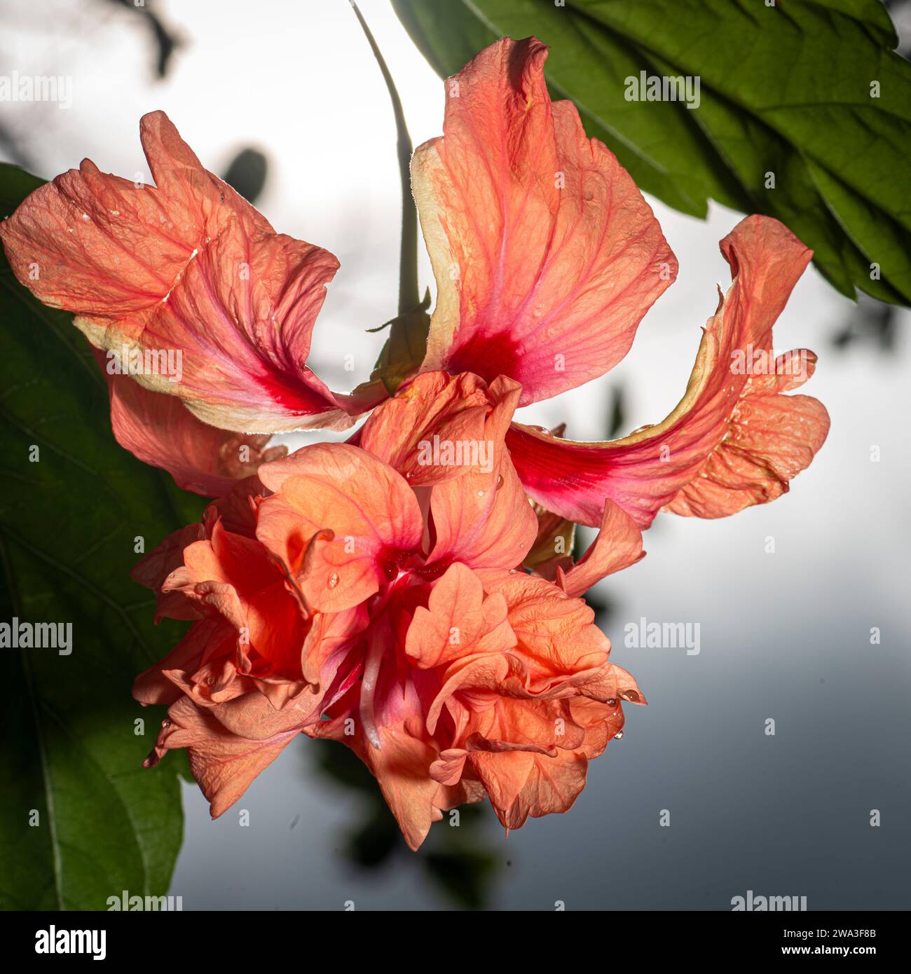 Orangefarbene Hibiskusblüte mit Hintergrundbeleuchtung Stockfoto