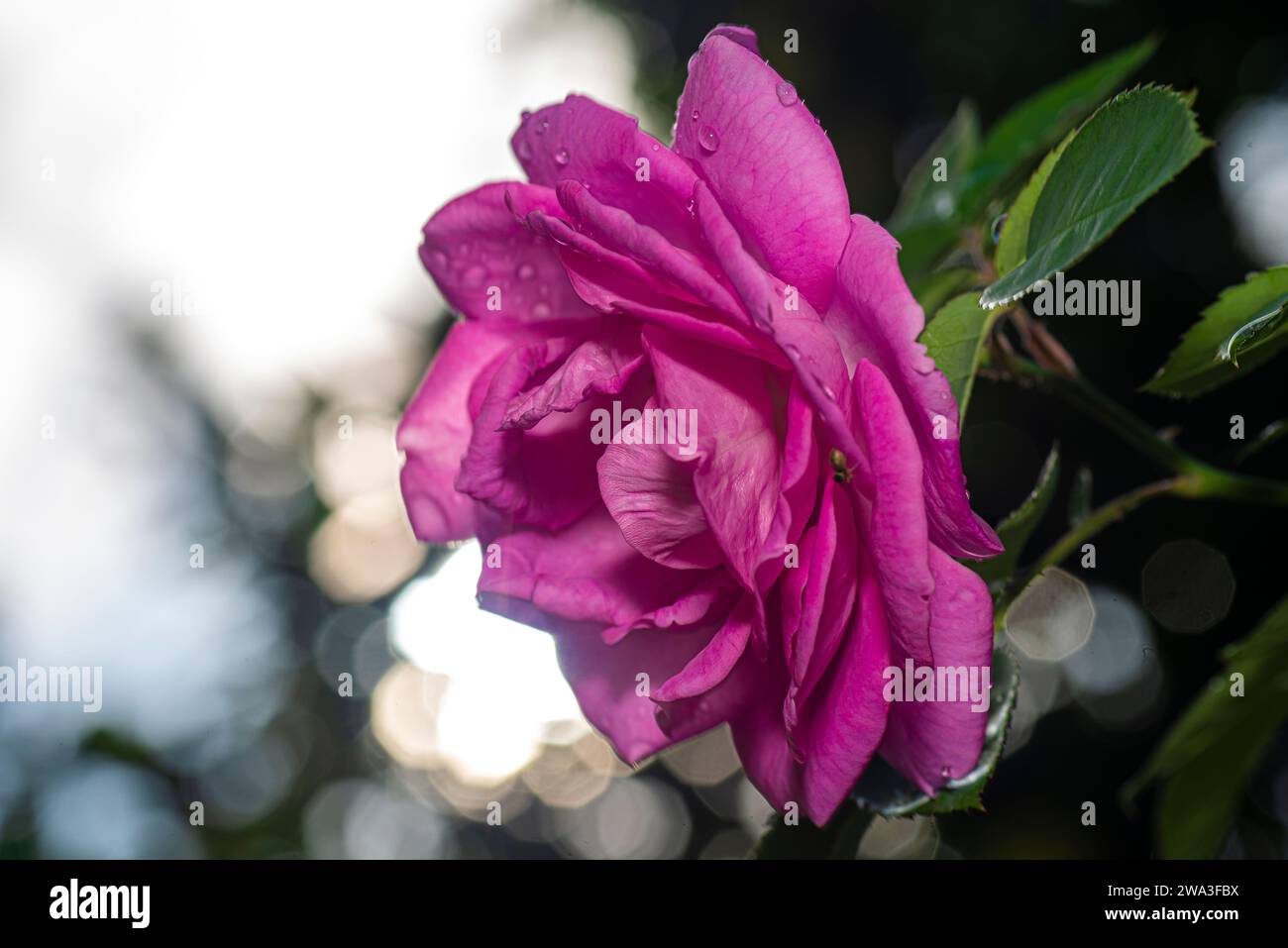 Rosa Rose in Nahaufnahme mit hinterem Sonnenschein Stockfoto