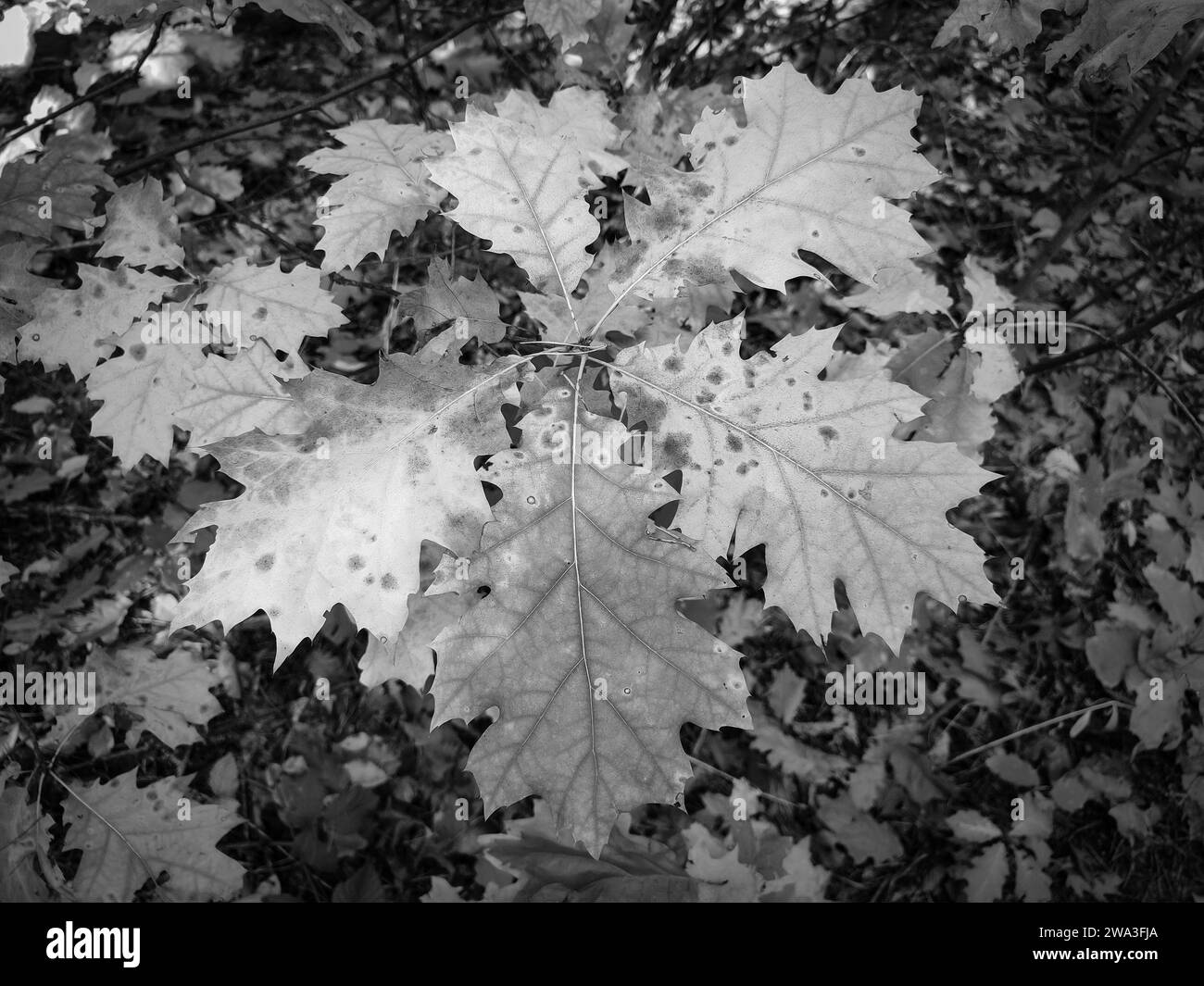 Herbstliche schwarz-weiße Blätter – horizontale Herbstpostkarte, horizontale Tapete Stockfoto