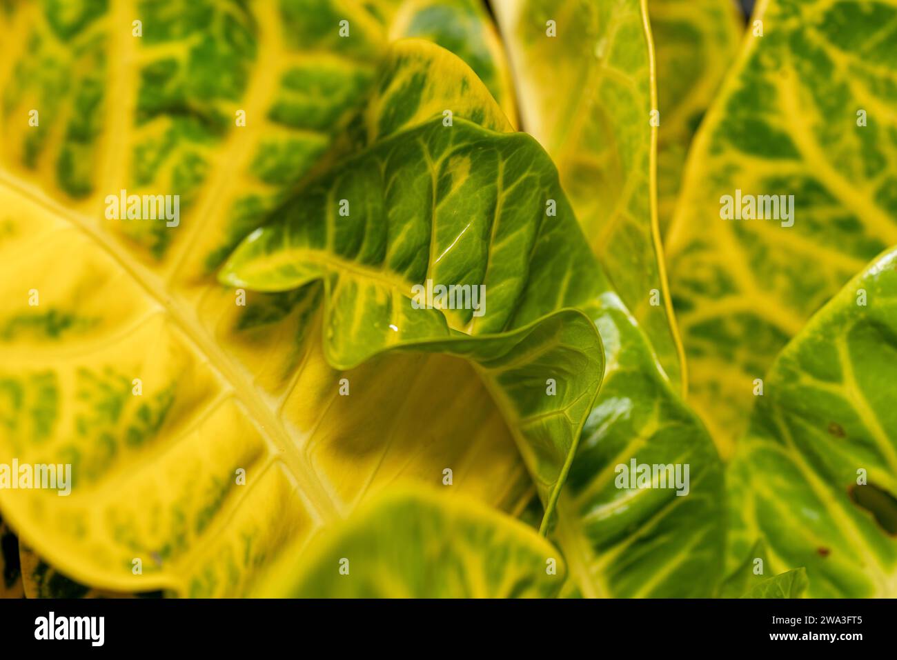 Grüne und gelbe Krotonblätter aus nächster Nähe Stockfoto