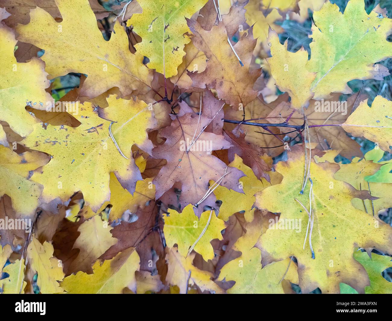 Nahaufnahme der Herbstblätter horizontal - horizontale Herbstpostkarte, horizontale Tapete Stockfoto
