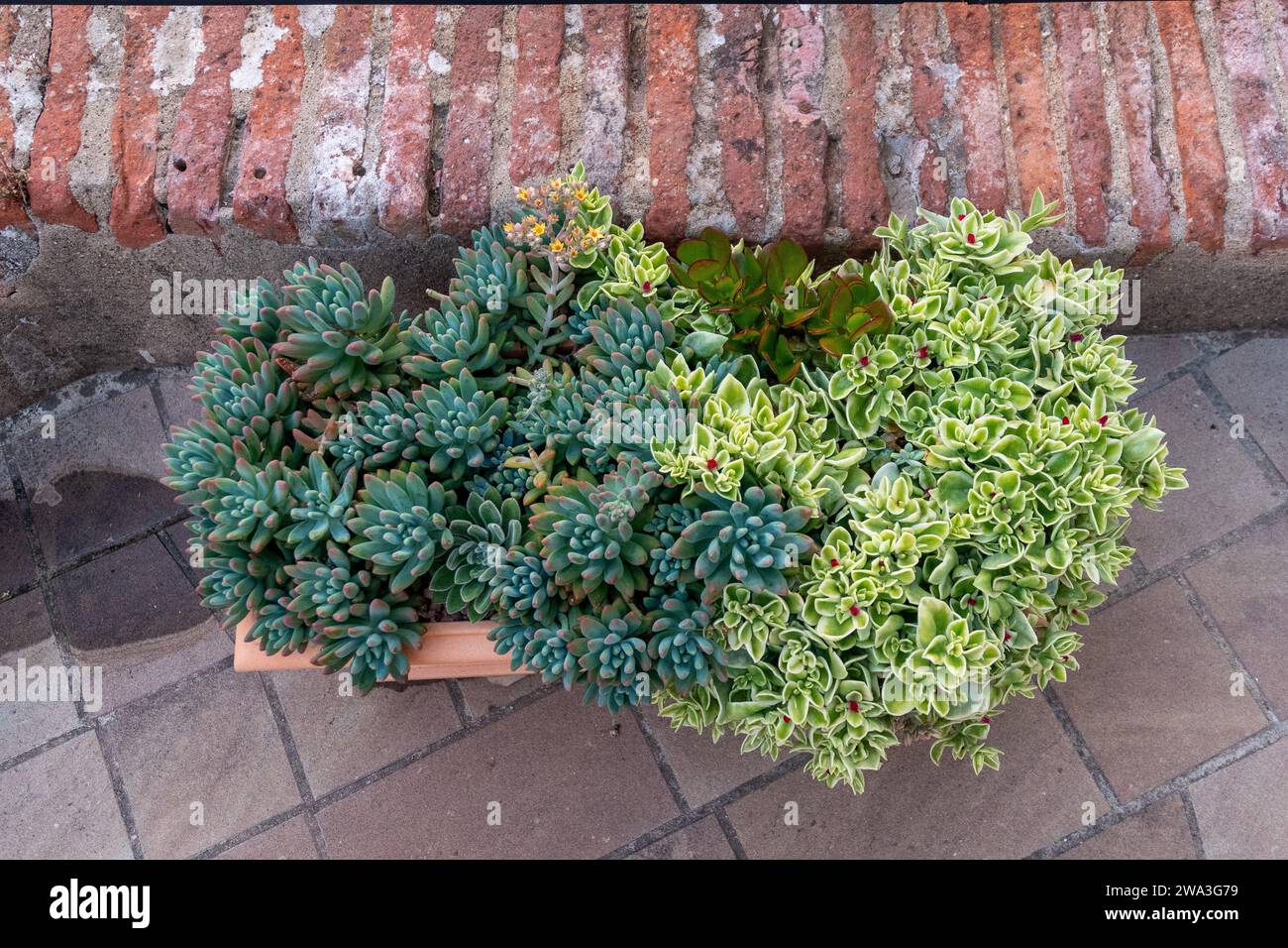 Hochwinkelblick auf einen Topf mit zwei verschiedenen Arten von Crassula, saftige Pflanze der Steinpfanne auf einer Terrasse neben einer Backsteinmauer, Italien Stockfoto