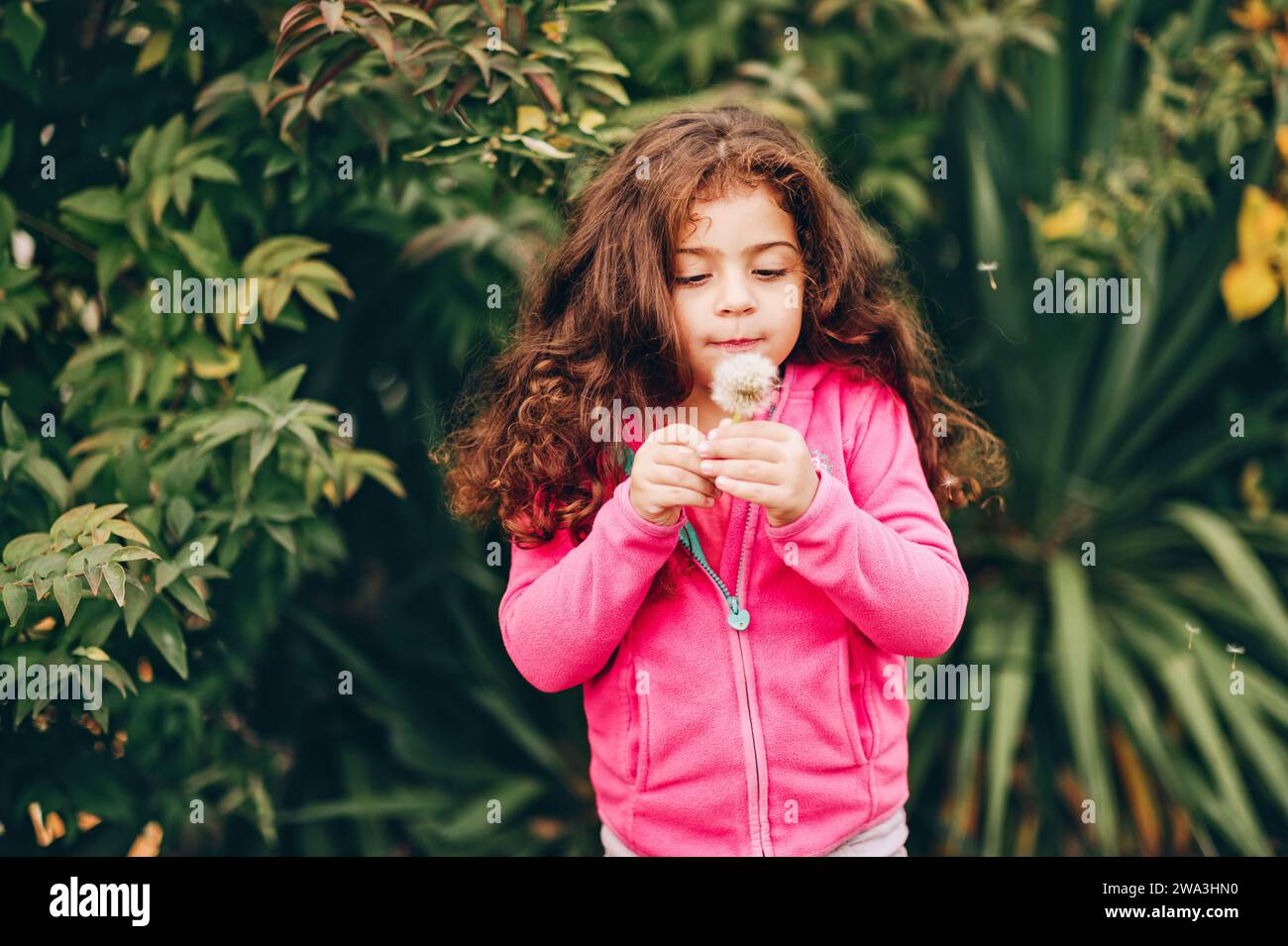 Außenporträt eines entzückenden kleinen 3-4-jährigen Mädchens mit schönen langen Haaren, rosa Fleecejacke, mit weißer Löwenzahnblume Stockfoto