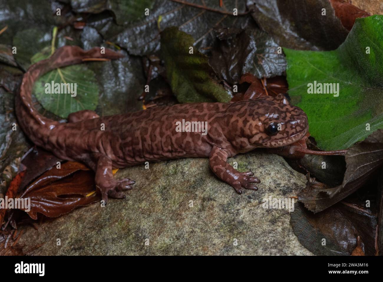 Kaliforniens Riesensalamander (Dicamptodon ensatus) einer der größten Landsalamander der Welt, ein in Kalifornien endemischer Amphibien. Stockfoto