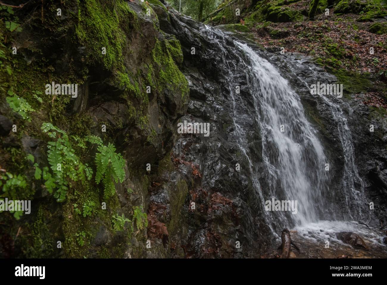 Ein kleiner Wasserfall in den Santa Cruz Bergen in der San Francisco Bay Area, Kalifornien. Stockfoto
