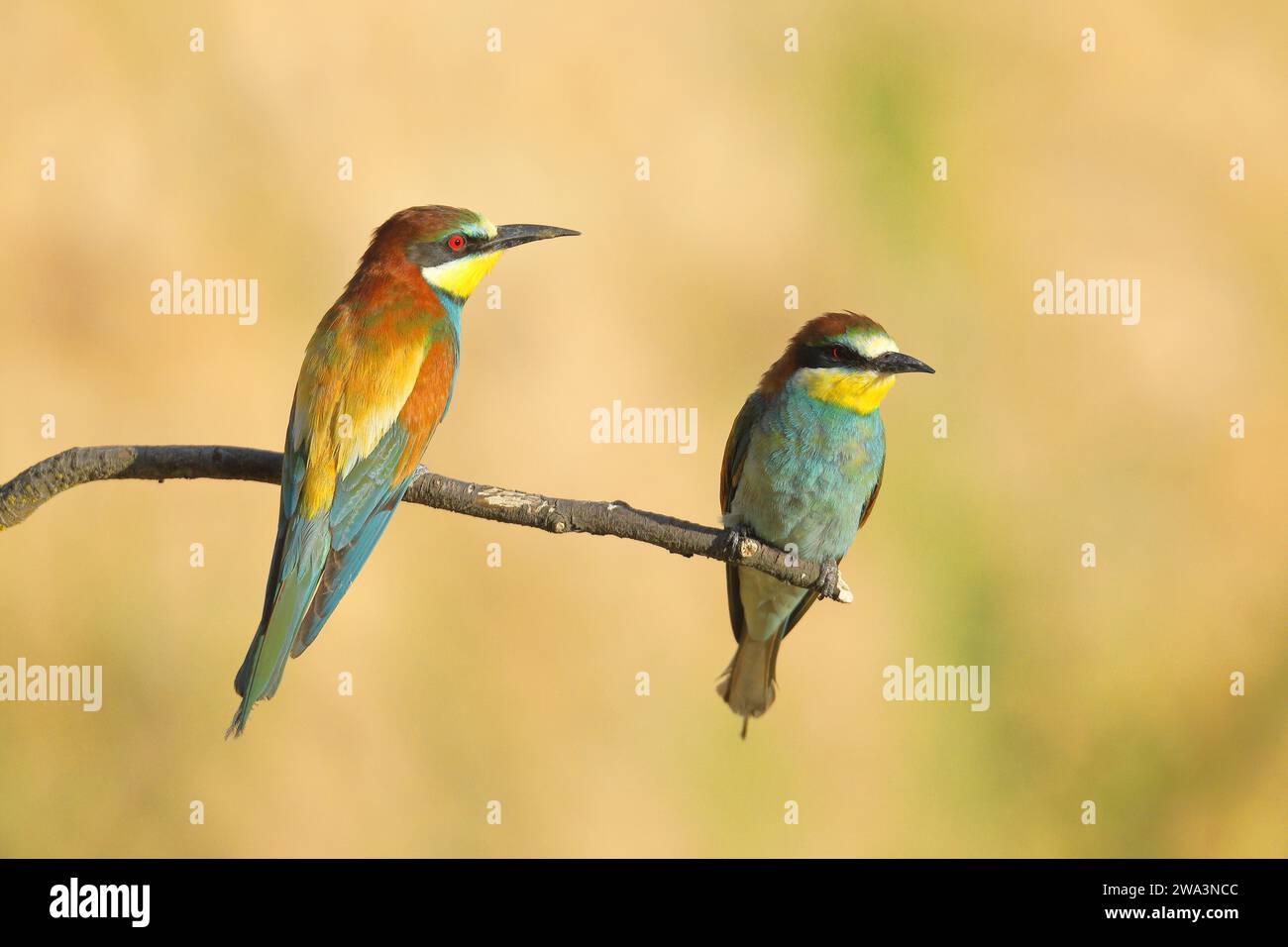 Zwei Bienenfresser (Merops apiaster), auf einem Ast sitzend und in die gleiche Richtung blickend, Vorderansicht und Rückansicht Rheinland-Pfalz, Deutschland, E Stockfoto