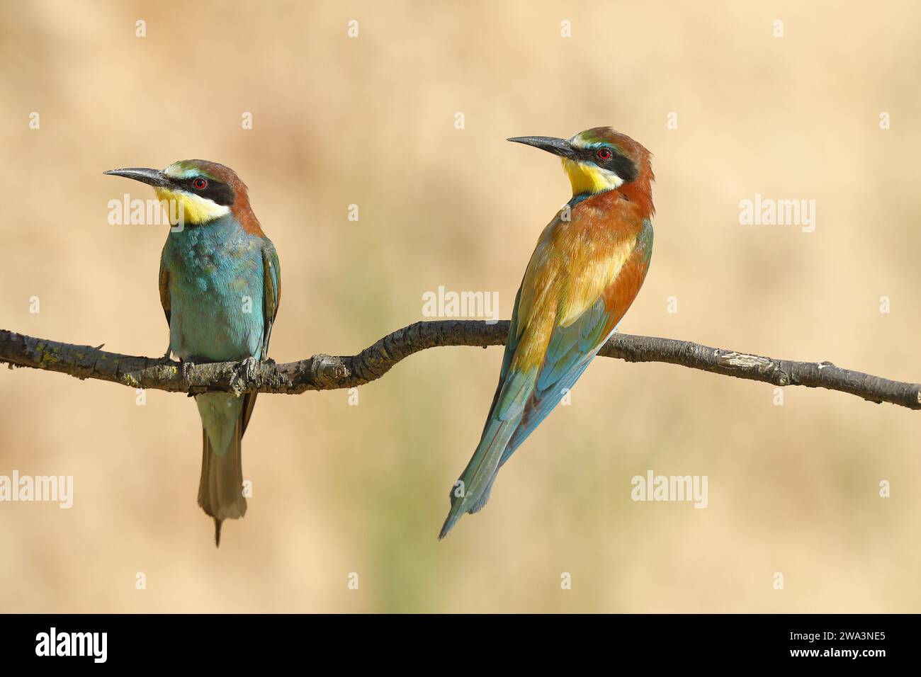 Zwei Bienenfresser (Merops apiaster), auf einem Ast sitzend und in die gleiche Richtung blickend, Vorderansicht und Rückansicht Rheinland-Pfalz, Deutschland, E Stockfoto