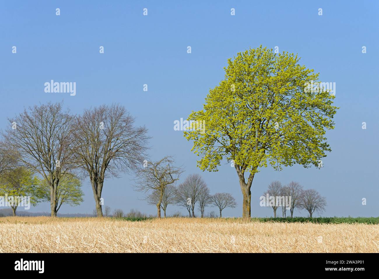 Laubbaum, Ahornblüten (Acer) im frühen Frühjahr, Nordrhein-Westfalen, Deutschland, Europa Stockfoto