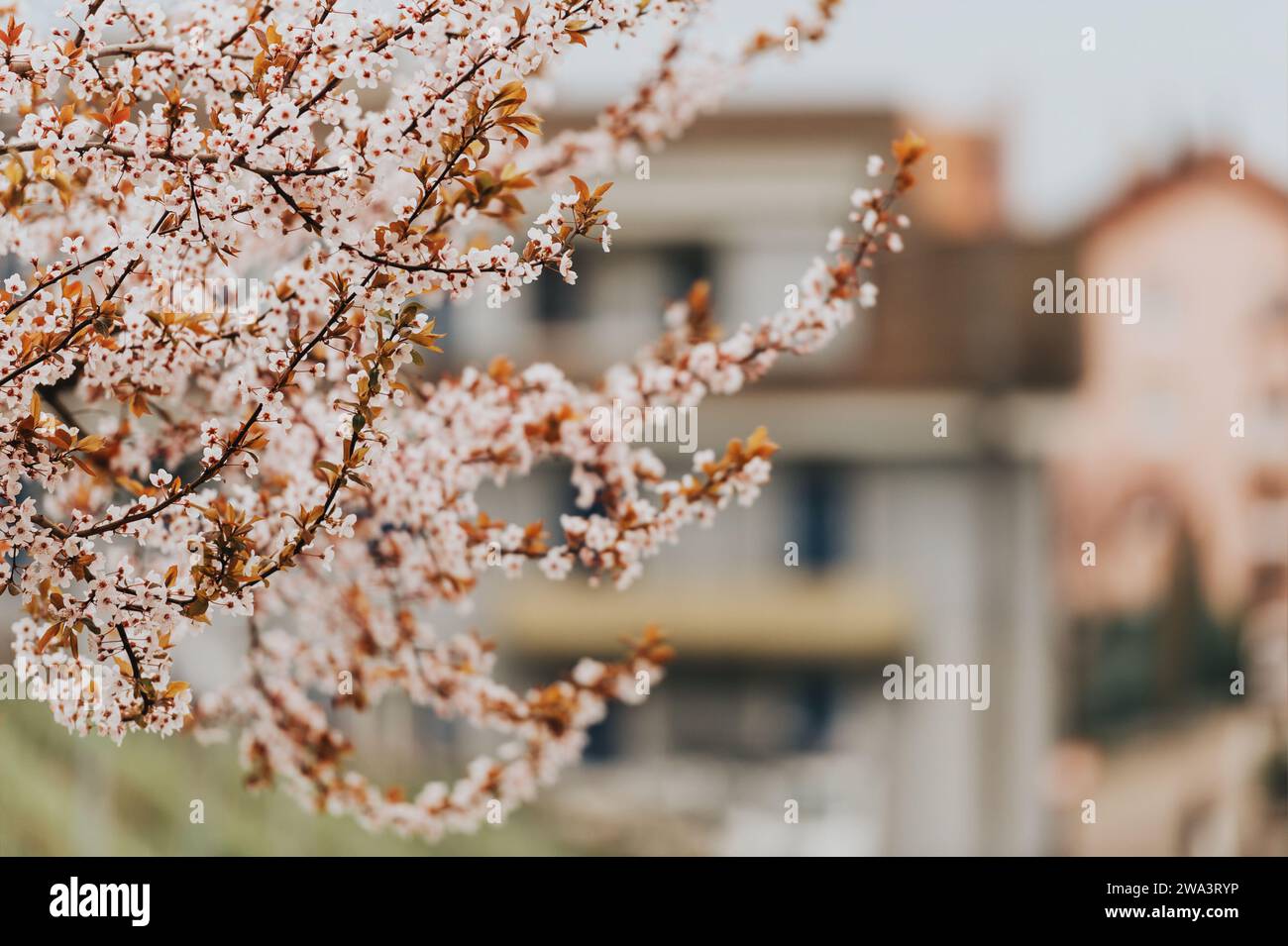 Schöne Frühlingsblüte in einer Stadt Stockfoto