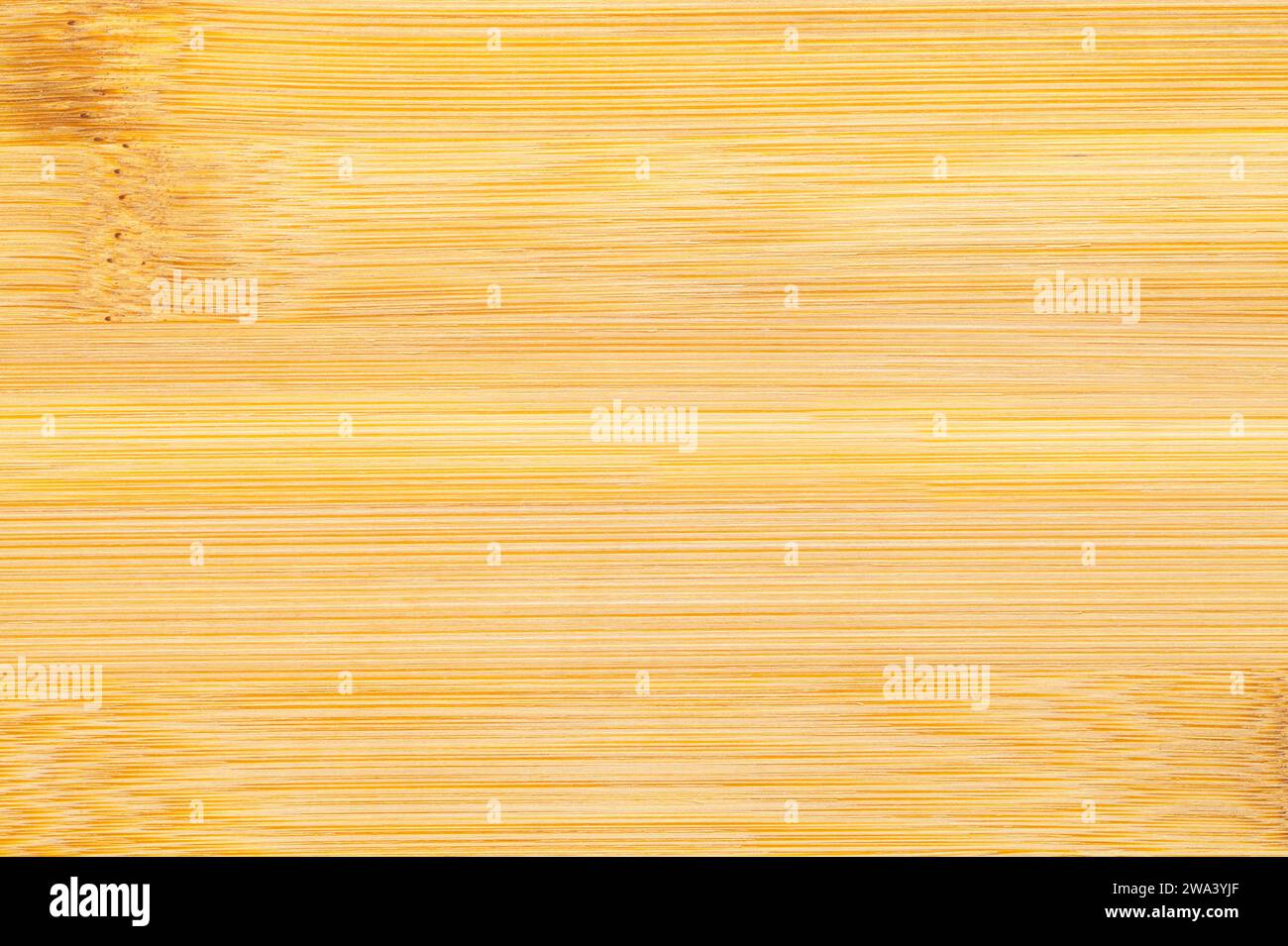 cactus living Cereus Green Coral Cactus main image 0