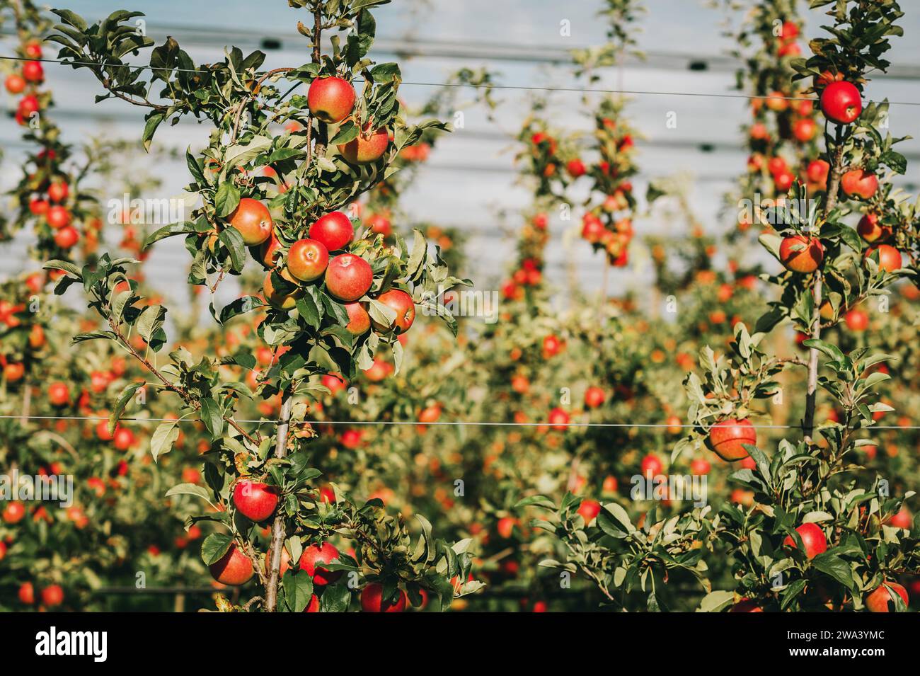Reife Äpfel in Orchard bereit für die Ernte, intensive Landwirtschaft Stockfoto