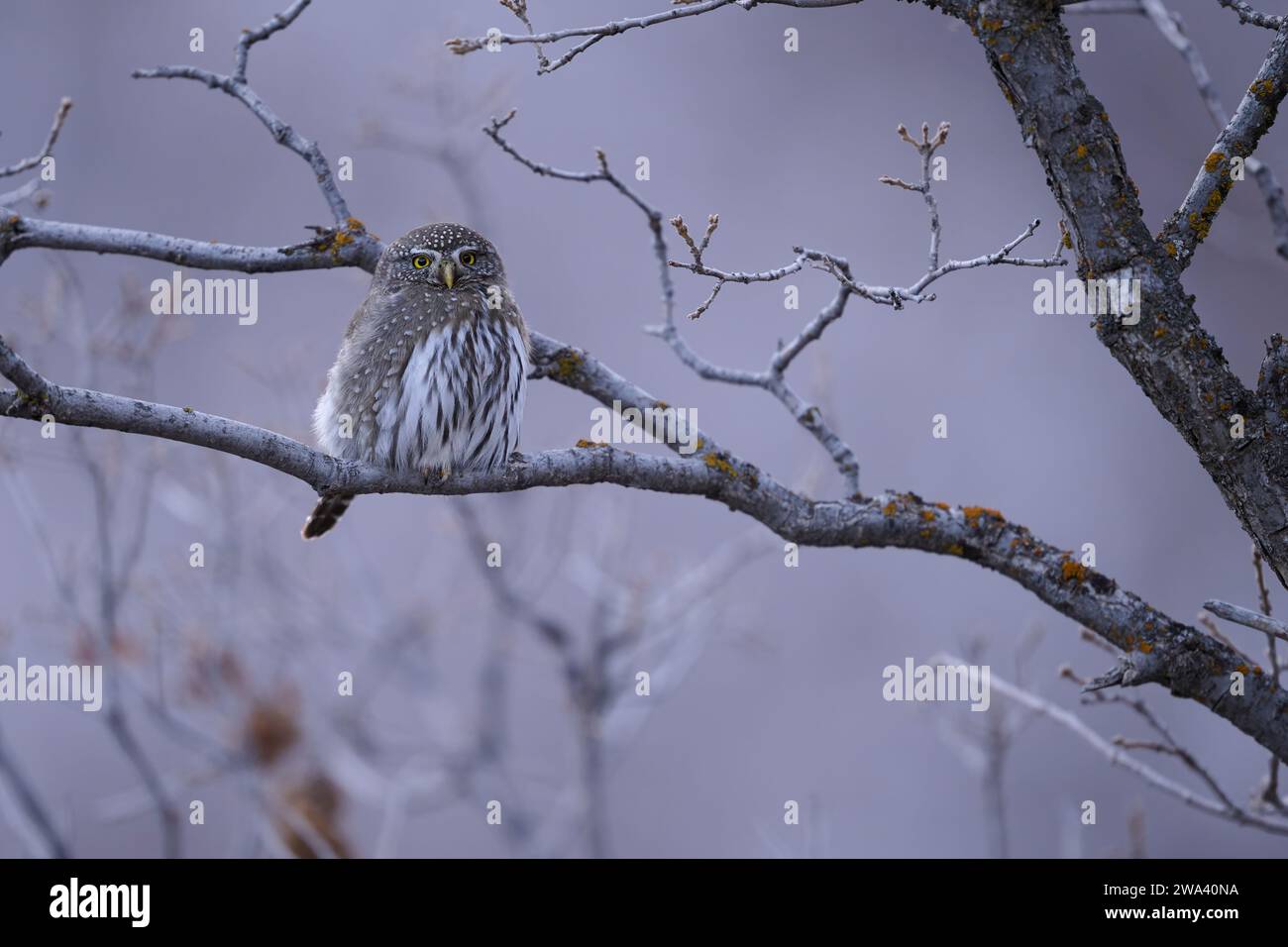Nördliche Zwergkauz, Utah Stockfoto