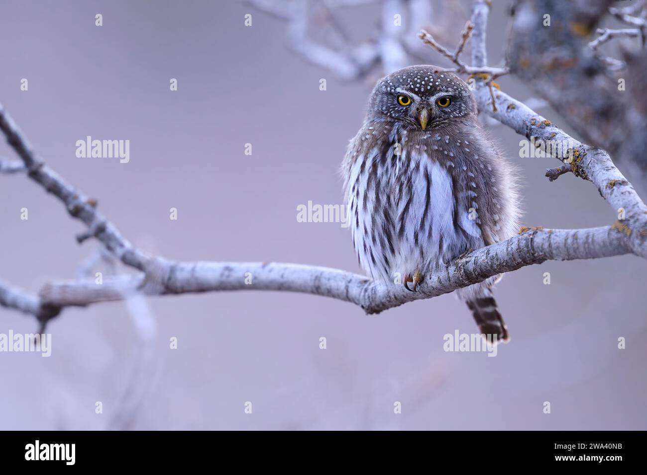 Nördliche Zwergkauz, Utah Stockfoto