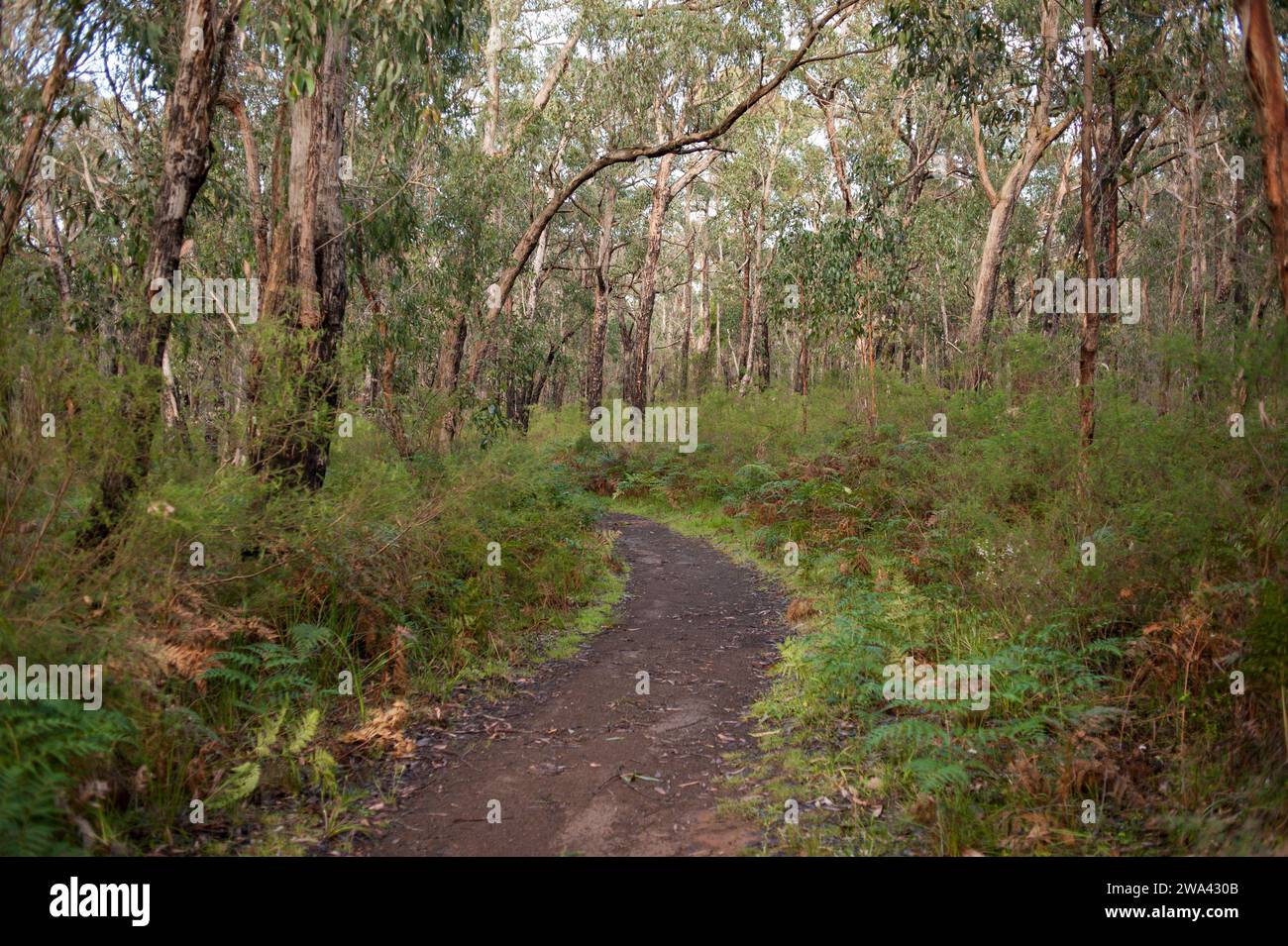 Wanderweg zum Whalers Point Lookout vom Sawpit Free Campground in Portland an der Great Ocean Road, Victoria, Australien. Stockfoto