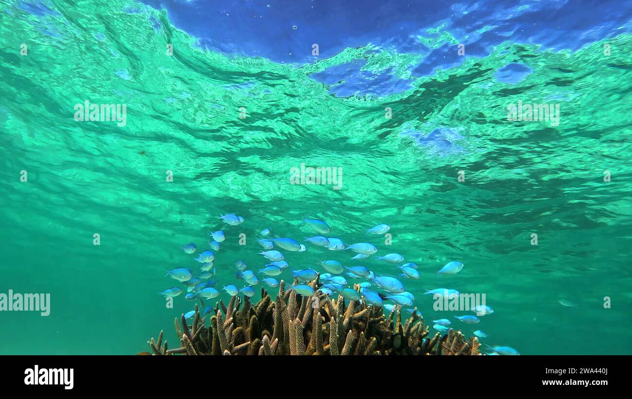 Schule blauer Chromis-Fische in der Korallenkolonie Acropora, Ningaloo Reef Marine Park, Western Australia Stockfoto