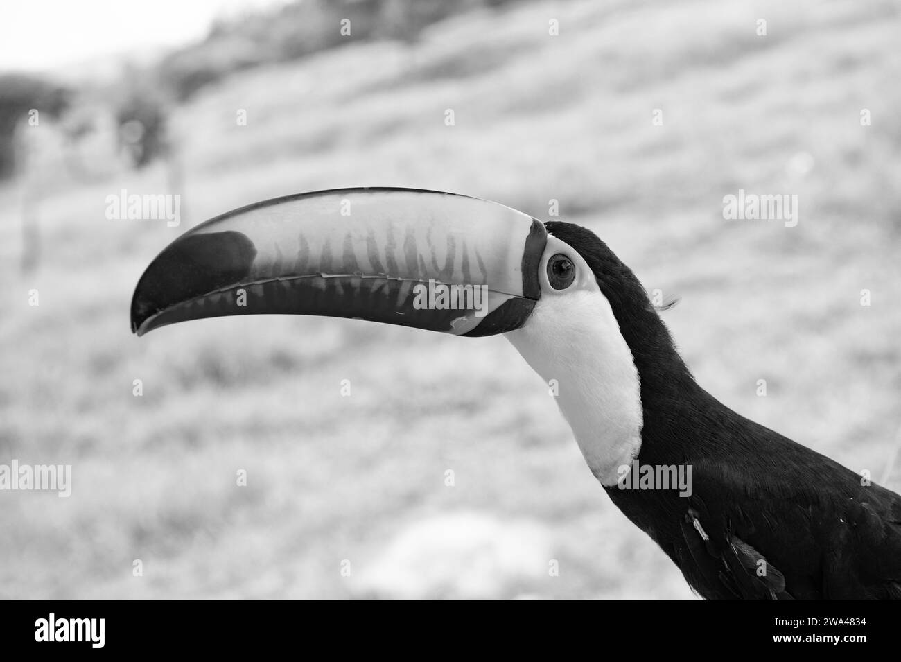 Das Profil des Tukanvogels in der Tierwelt. toucan-Vogel mit Orangenschnabel. Foto eines Tukanvogel draußen. Stockfoto