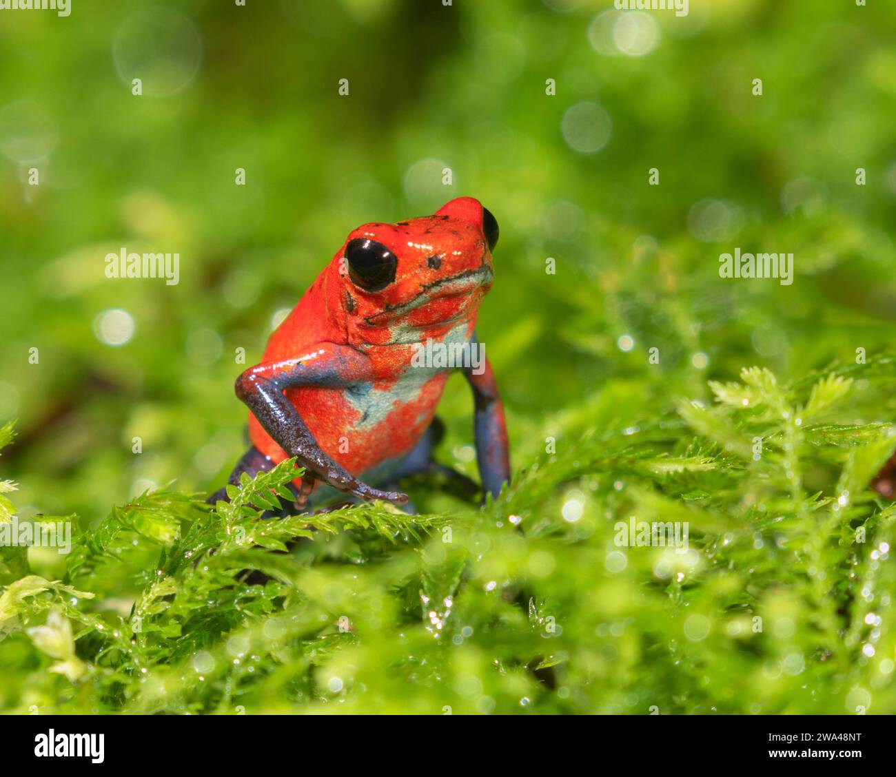 Der Erdbeergiftfrosch (Oophaga pumilio), biologische Station La Selva, Costa Rica Stockfoto