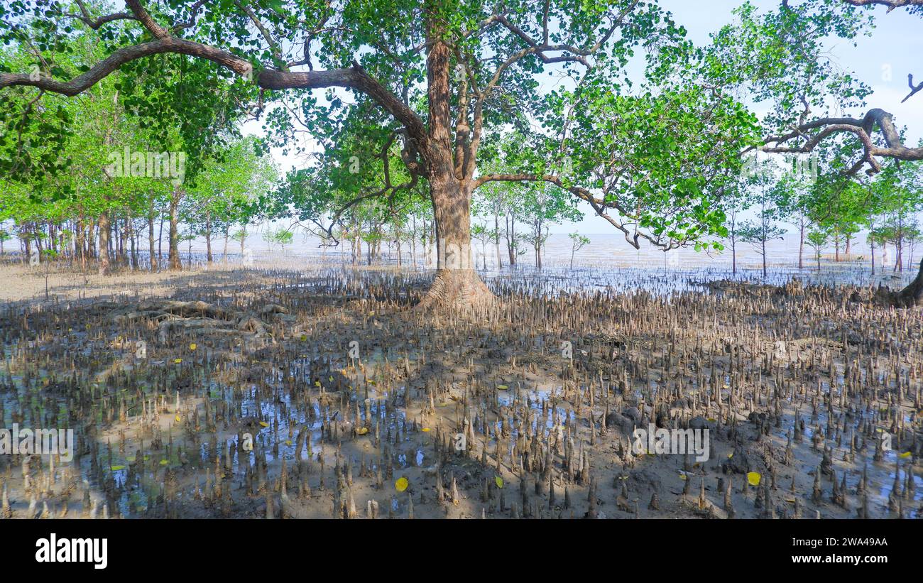 Bäume Und Spitzen Wurzeln Der Tropischen Pflanze Avicennia Marina, Die An Den Küsten Indonesiens Lebt Stockfoto