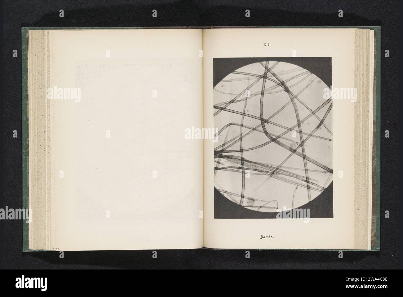 Mikroaufzeichnung von Bambusfasern, anonym, ca. 1890 - in oder vor 1900 photomechanisches Druckpapier Kollotypmikroskop (+ wissenschaftliche Forschung) Stockfoto