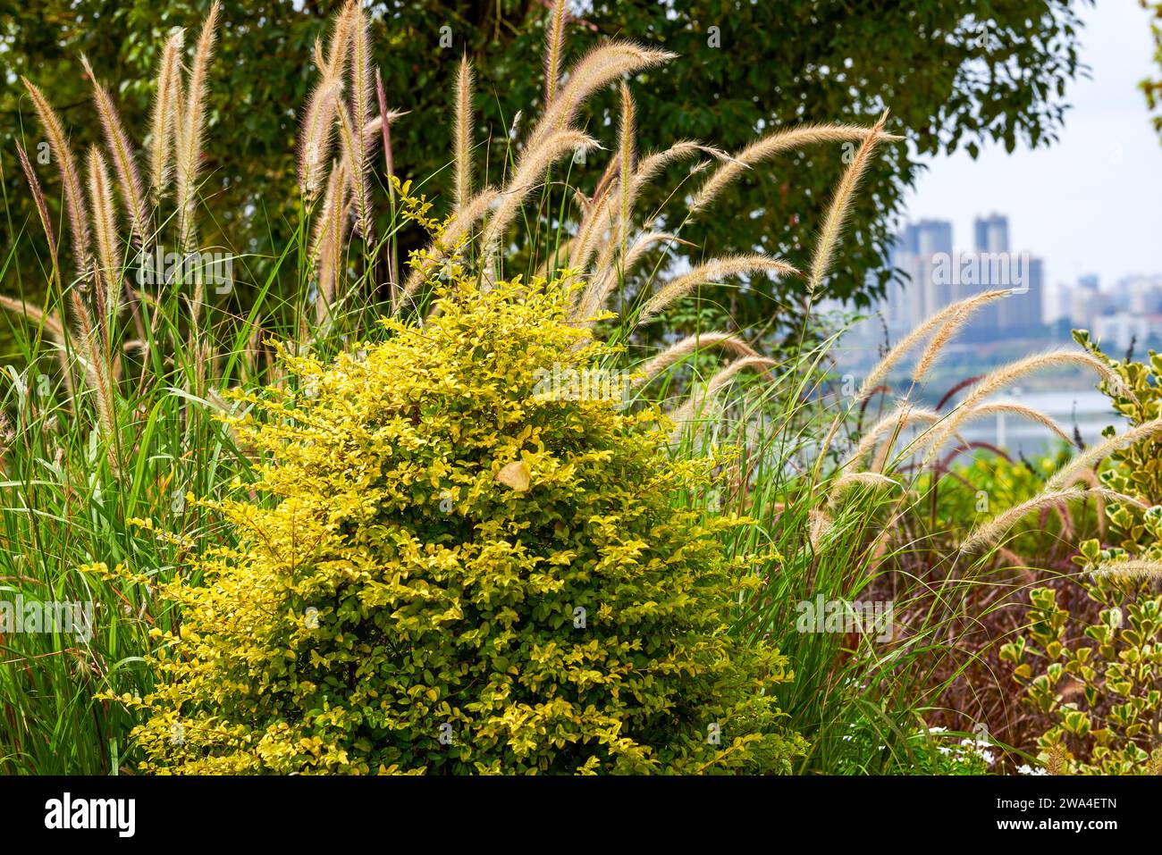 Merkmale von Schilf und Vegetation, die entlang der Wasserseite des Parks wachsen Stockfoto