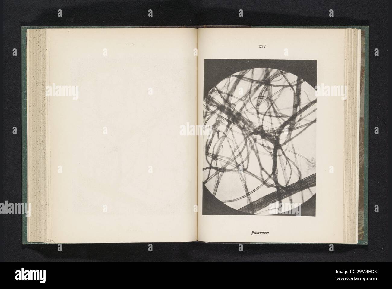 Mikroaufnahme der Fasern von Phormor, Anonym, ca. 1890 - in oder vor 1900 photomechanisches Druckpapier Kollotypmikroskop (+ wissenschaftliche Forschung) Stockfoto