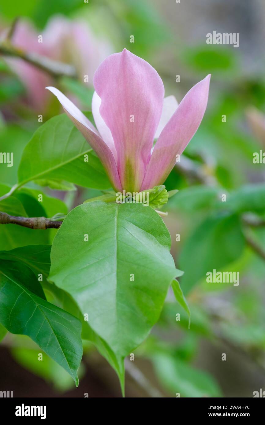 Magnolia brooklynensis eva maria, Dagnolia Evamaria, dunkelrosa Blüten, hellgrüner Ton an ihrer Basis Stockfoto