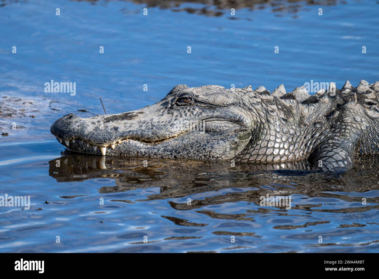 Amerikanische Alligatoren im Myakka River State Park, Sarasota, Südwest-Florida. Stockfoto