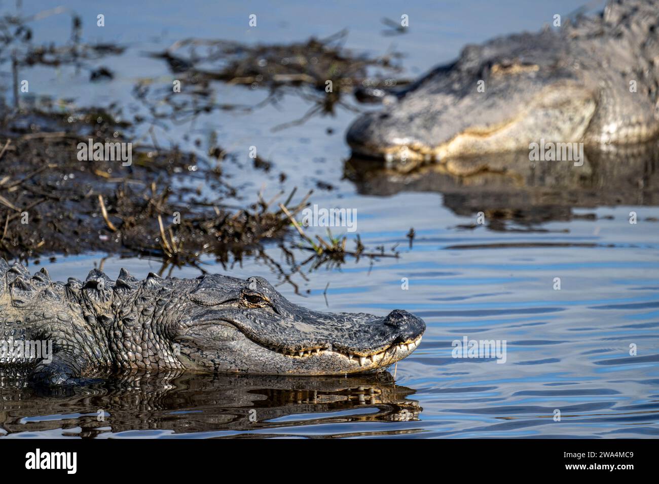 Amerikanische Alligatoren im Myakka River State Park, Sarasota, Südwest-Florida. Stockfoto