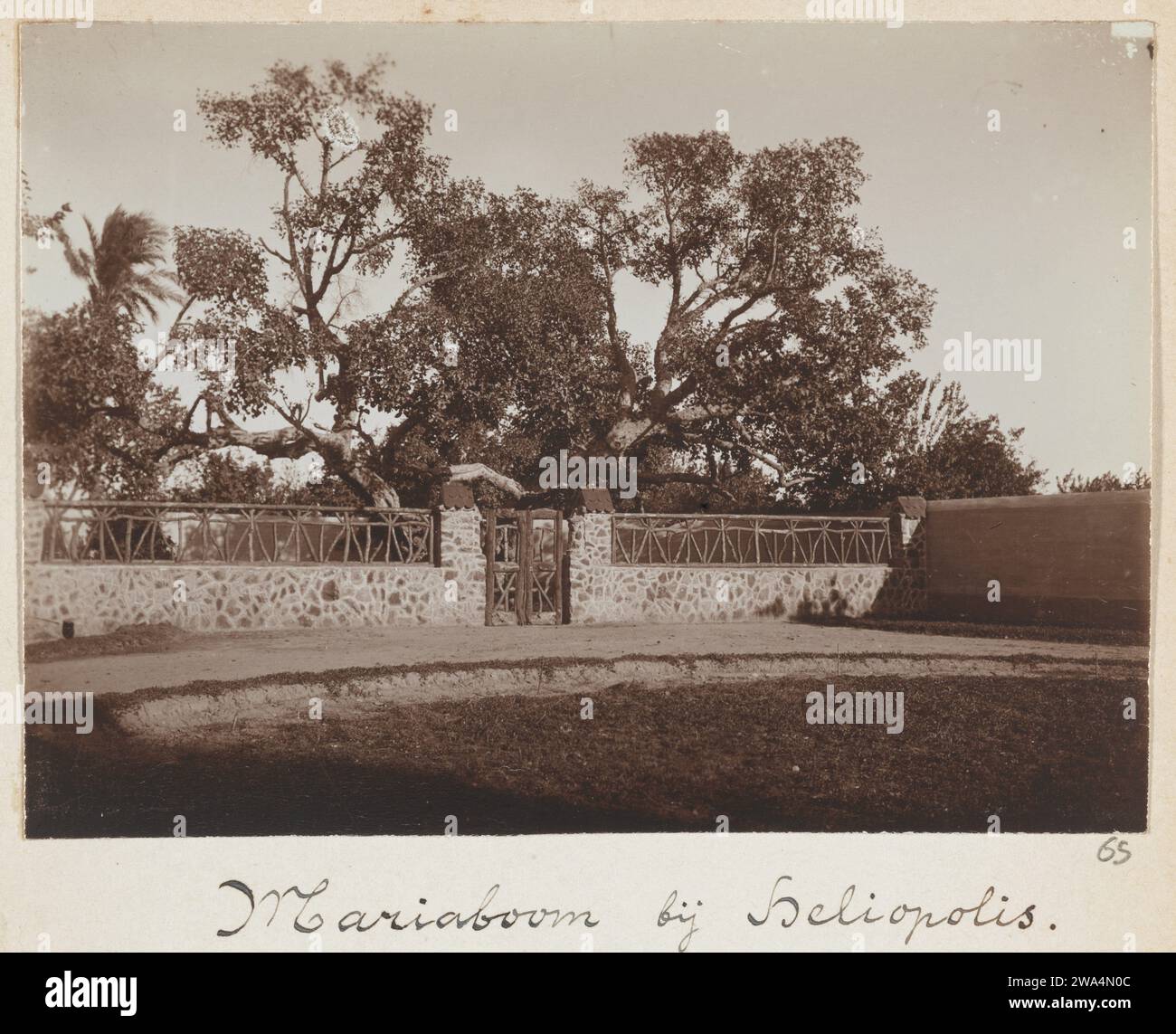 Mariaboom im ehemaligen Heliopolis (heute El Matareya) in Kairo, 1898 fotografieren Cairo baryta Papierbäume. Öffentlicher Gottesdienst und Liturgie der christlichen Kirchen Kairo Stockfoto