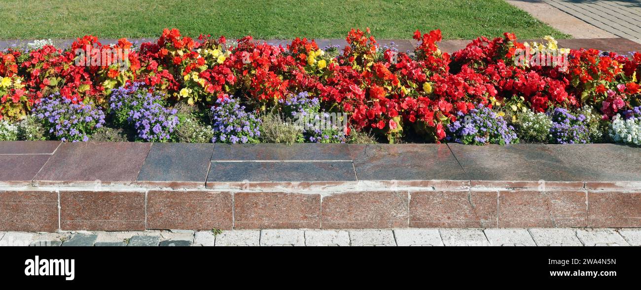 Rote Herbstbegonien blühen in einem Blumenbeet in einem Stadtgarten. Panoramaaufnahme Stockfoto