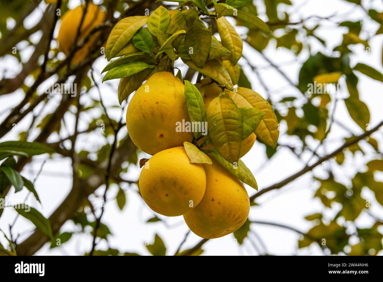 Der Grapefruitbaum ist voller reifer Früchte, Grapefruit Stockfoto