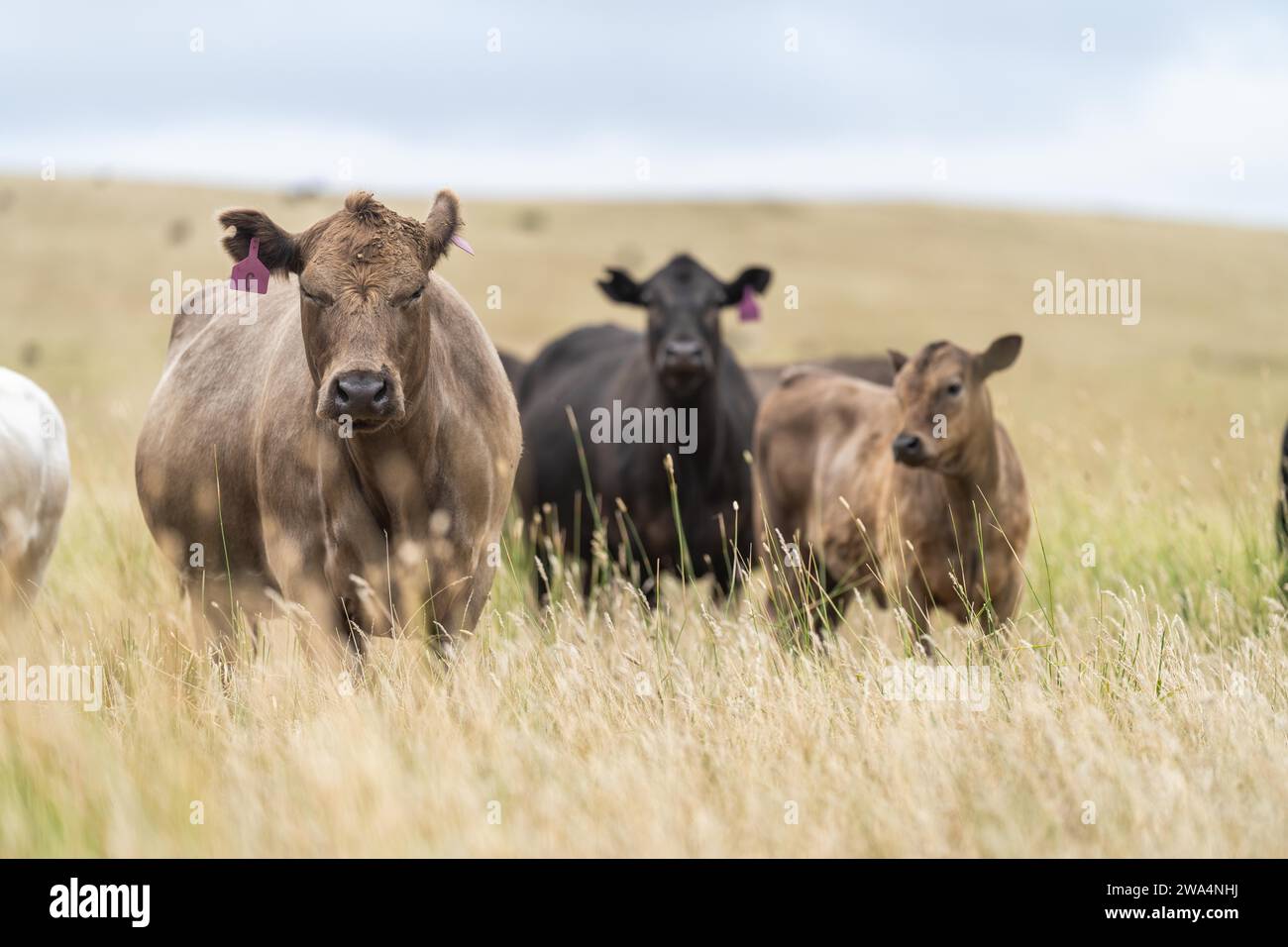 Herde nachhaltiger Kühe auf einem grünen Hügel auf einer Farm in Australien. Schöne Kuh auf einem Feld. Australische Bauernlandschaft mit Angus und Murray Grey Cat Stockfoto