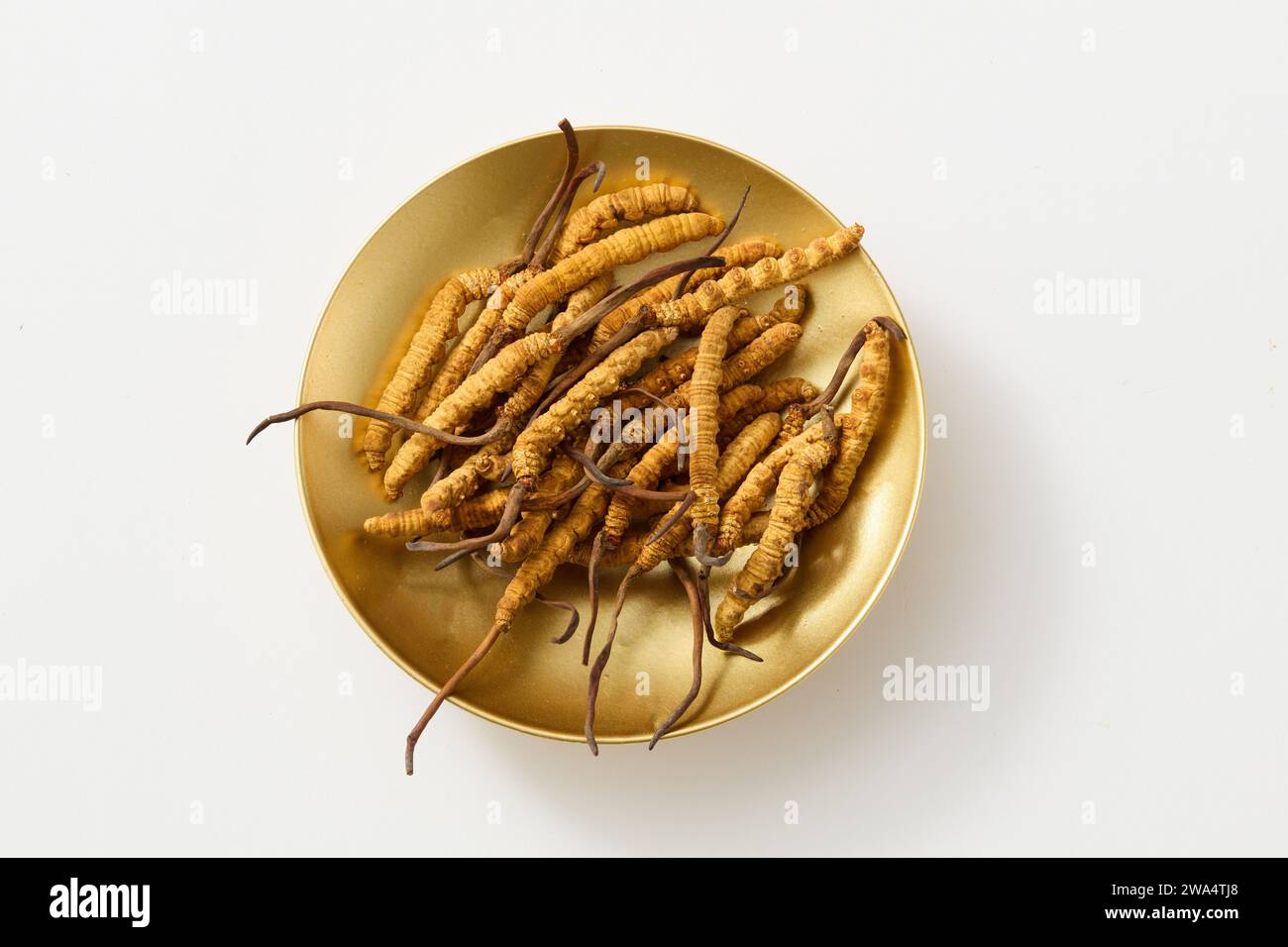 Vor dem weißen Hintergrund ist eine goldene Platte mit getrockneten Cordyceps isoliert. Werbefoto. Cordyceps wird häufig in der orientalischen Medizin verwendet Stockfoto