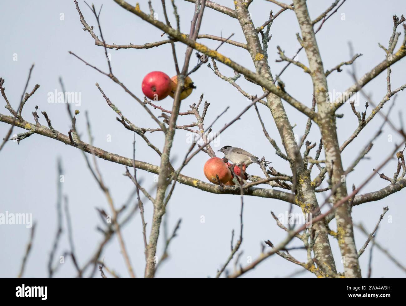 Männliche Schwarzmütze (Sylvia atricapilla), die sich an einem Apfel ernährt, der noch immer an einem Baum in Herefordshire in England, Großbritannien, haftet. Dezember 2023. Stockfoto