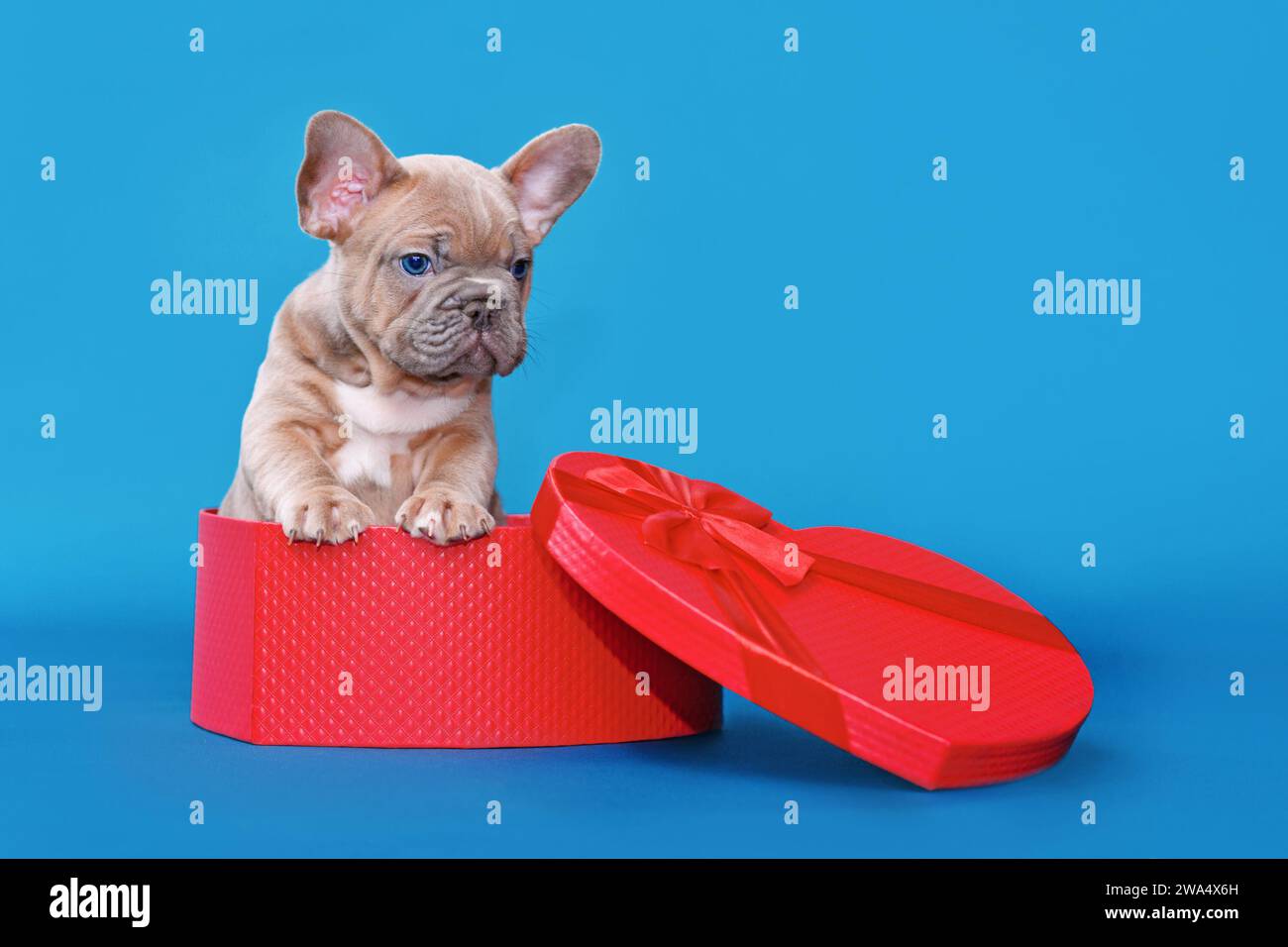 Niedliches Hündchen zum Valentinstag. Französischer Bulldog-Hund in herzförmiger Geschenkbox auf blauem Studiohintergrund Stockfoto