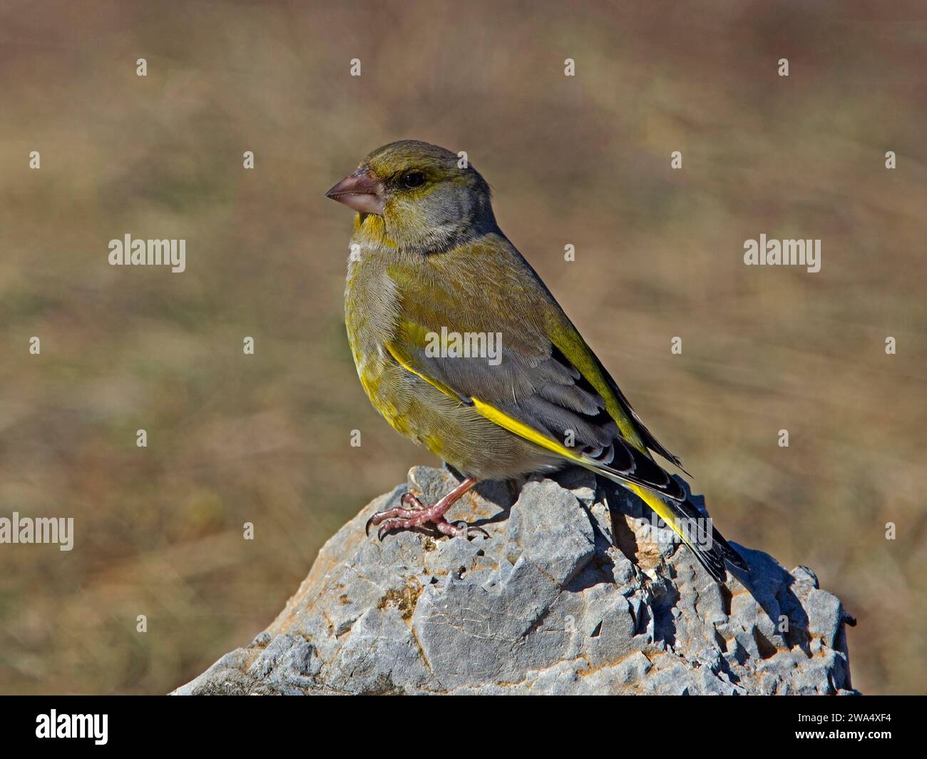 Männlicher europäischer Grünfink auf Felsen Stockfoto