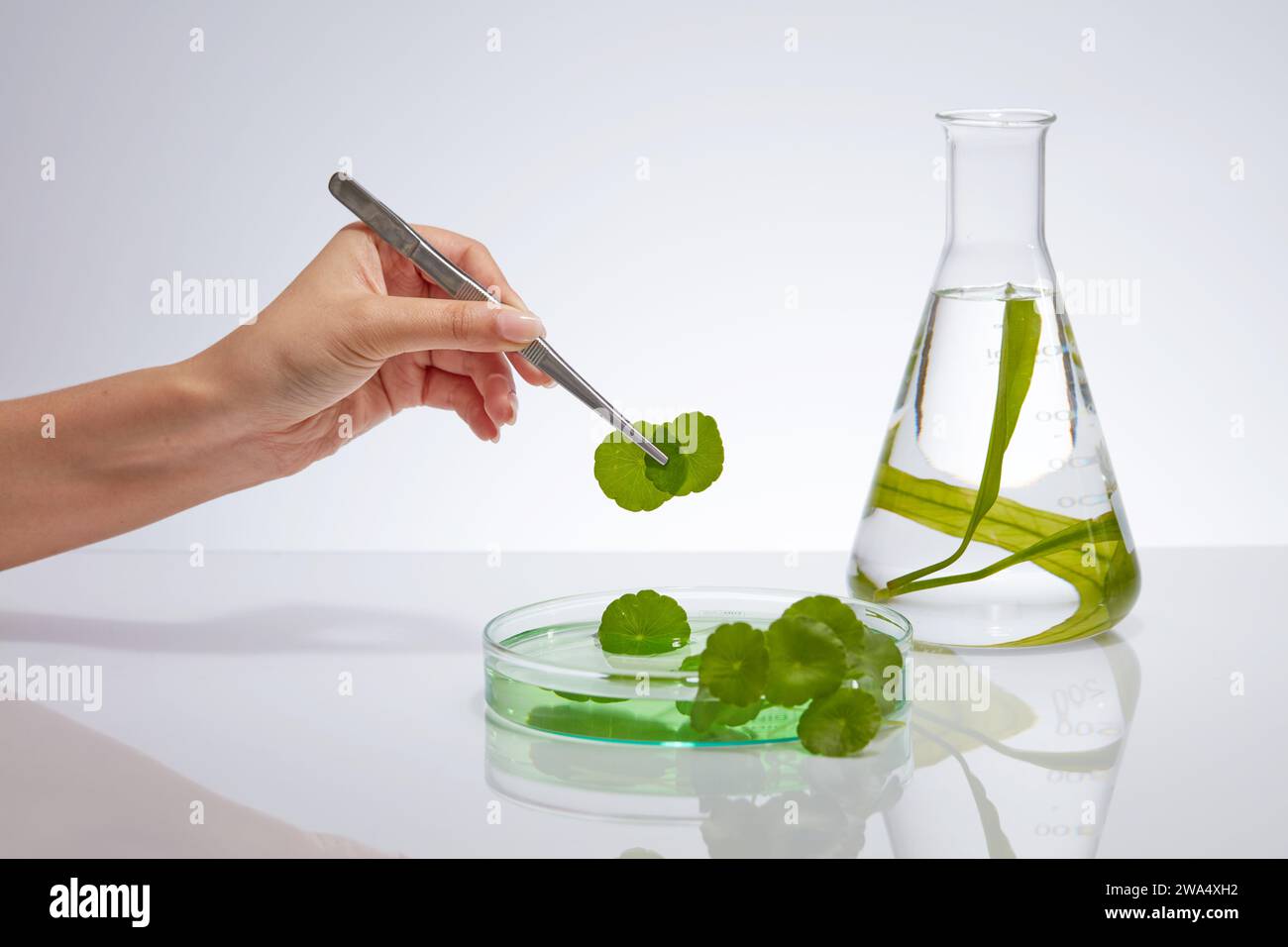 Werbeszene für Kosmetik mit natürlichen Inhaltsstoffen, Wasserpflanzen, Algen und Centella asiatica-Blättern in einem Laborglas auf weißem Hintergrund Stockfoto
