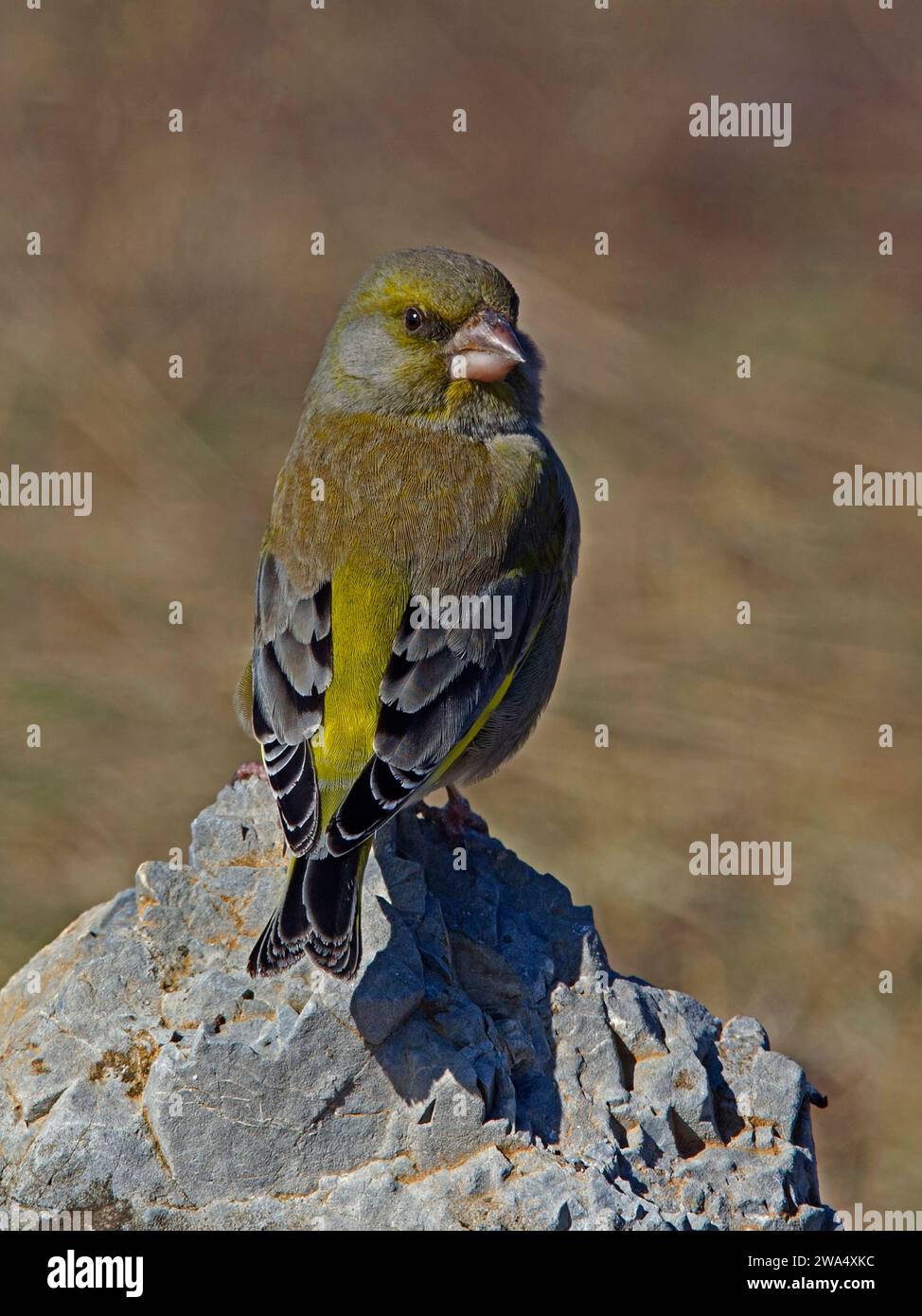 Männlicher europäischer Grünfink auf Felsen Stockfoto