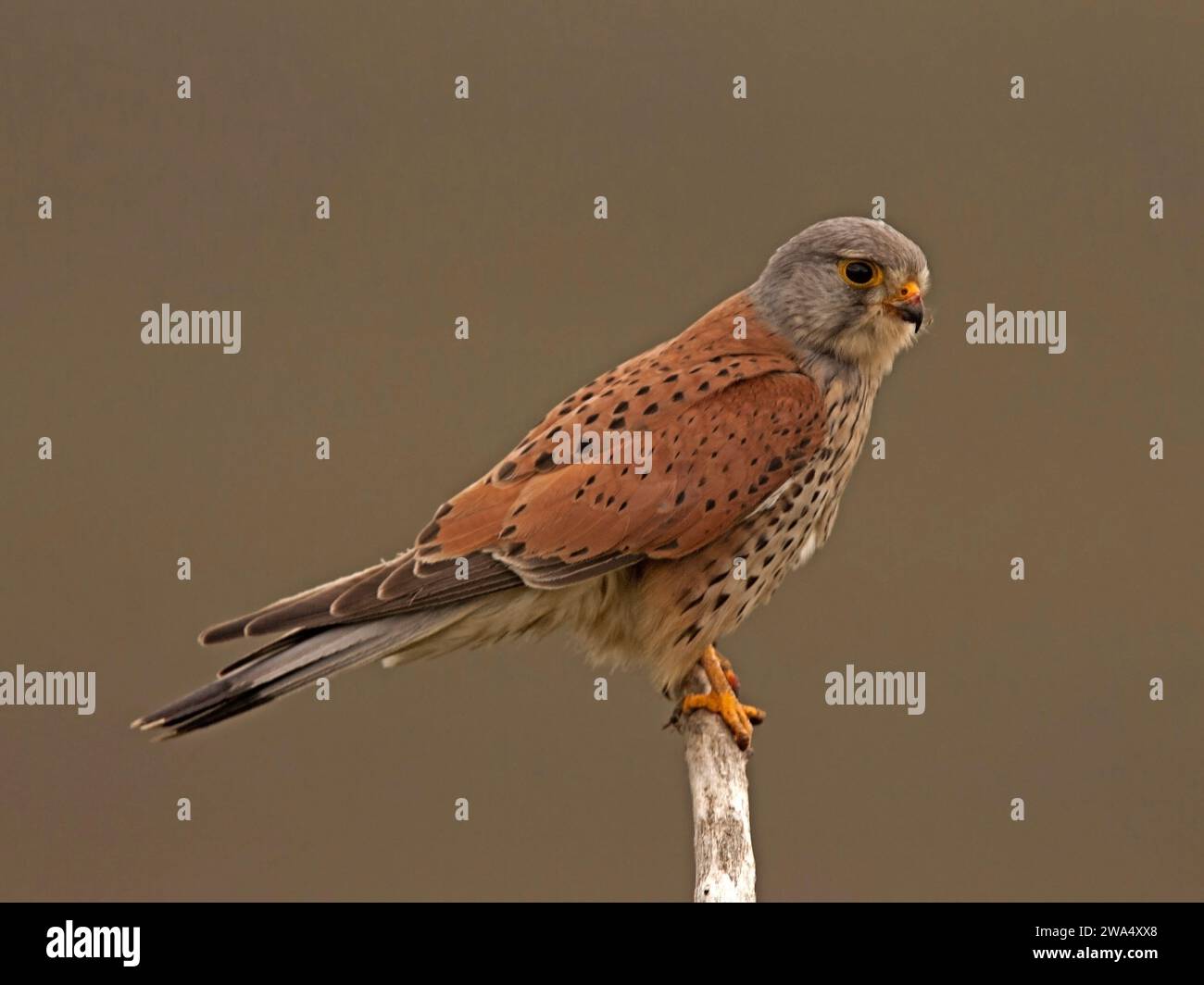 Männlicher, gemeiner Turmfalke auf der Höhe Stockfoto