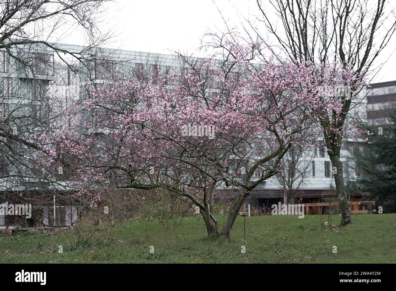 Die Kirschblüte in den Parks lässt alle anderen Pflanzen verblüffen Stockfoto