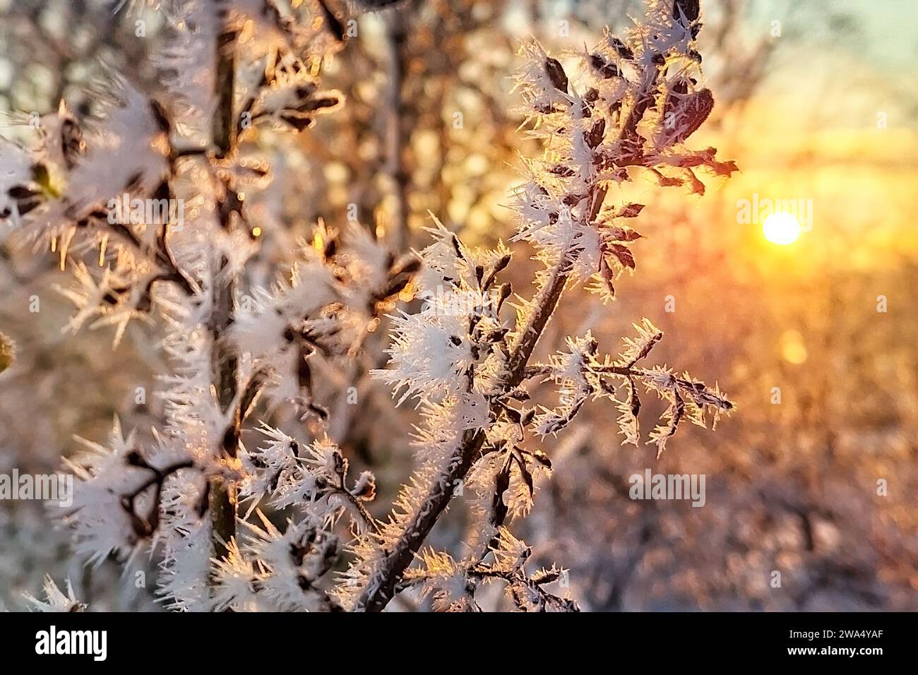 Raureif oder Reimeis auf kleinen Zweigen von Syringa vor Sonnenaufgangshimmel an einem klaren Dezembermorgen. Oberer freiheitsgrad, Bokeh. Stockfoto