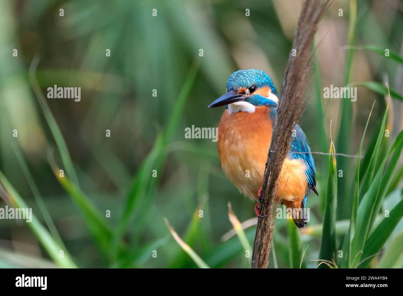 Gewöhnlicher Eisvögel (Alcedo atthis), AKA Eurasischer Eisvögel oder Flusseifer. Dieser farbenfrohe Vogel ist in ganz Eurasien und Nordafrika zu finden. I Stockfoto