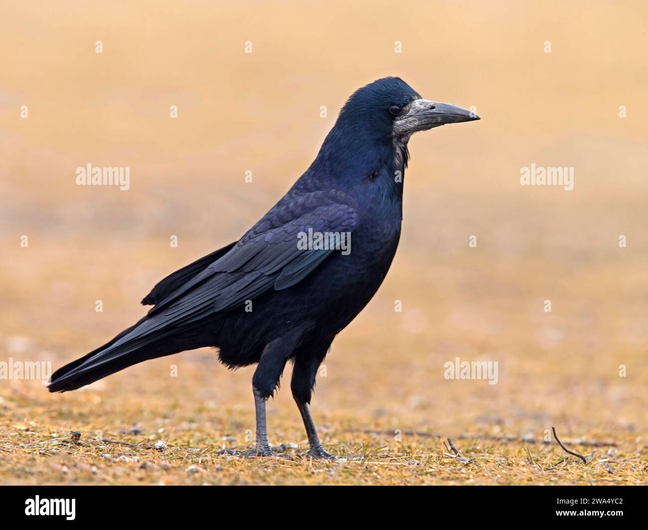 Rook im Stehen Stockfoto
