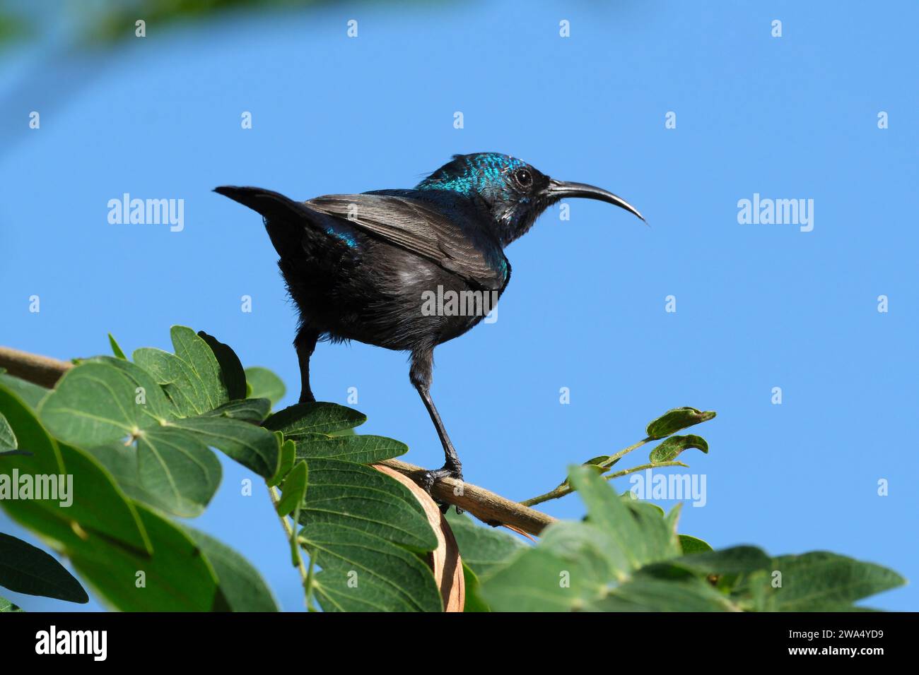 Männlicher Palästinensersonnvogel oder nördlicher Orangensonnvogel (Cinnyris oseus), fotografiert im November in Israel Stockfoto