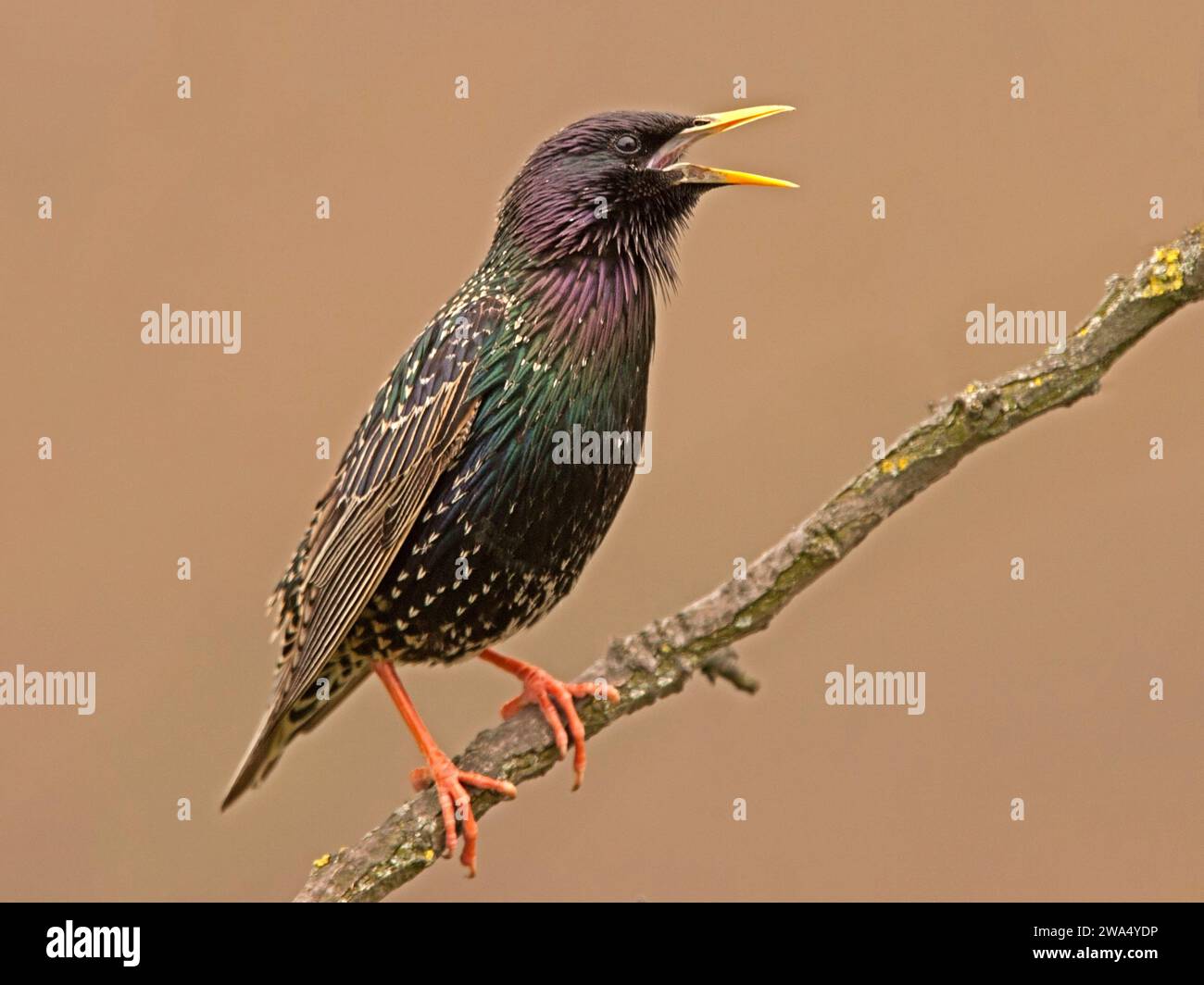Gewöhnlicher Starling, der auf einem Zweig-Ruf sitzt Stockfoto