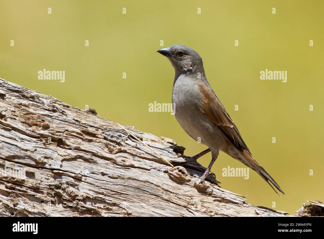 Der nördliche grauköpfige Spatzen (Passer griseus), auch als grauköpfiger Spatzen bekannt, ist eine Vogelart aus der Familie der Spatzen Passeridae Stockfoto
